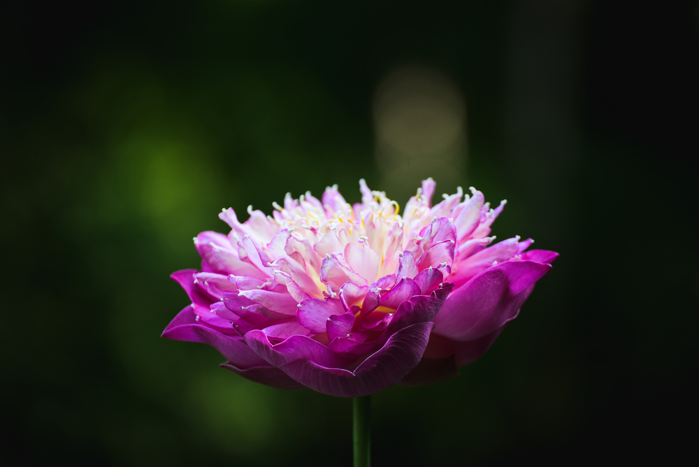 Closeup Beautiful pink lotus flower in pond.