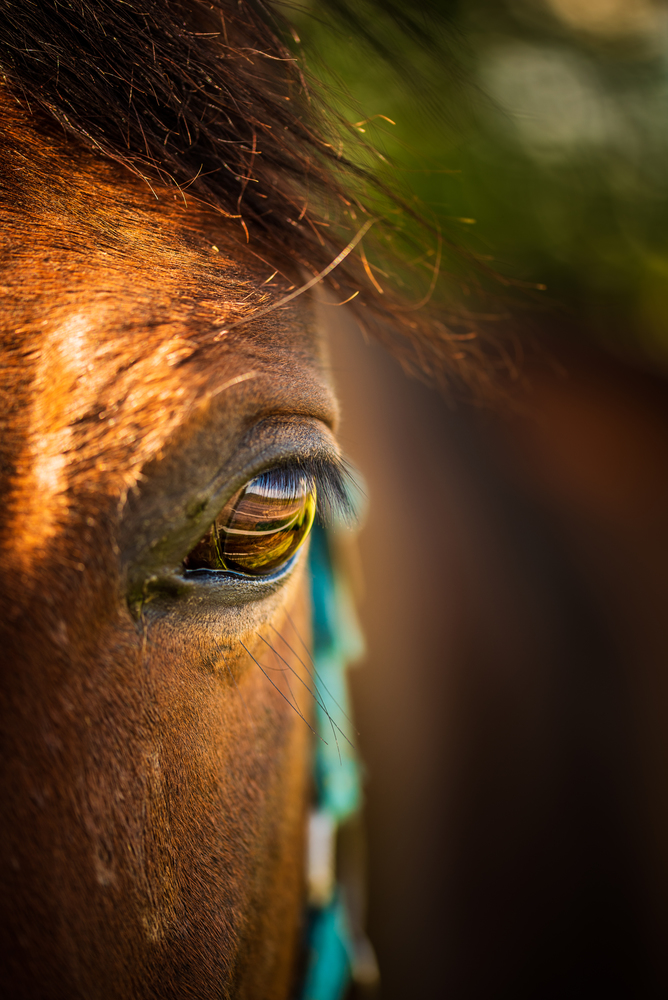 Close up of brown horse eye on sunny day. Eye of a brown horse in sun