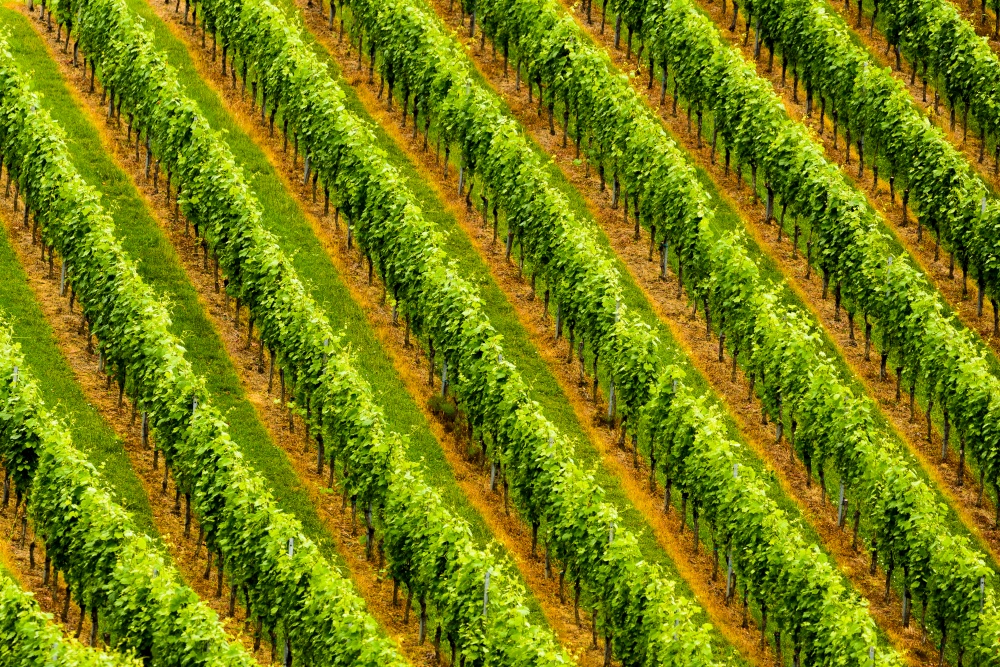Beautiful rows of grapes before harvesting. Austria Slovenia area Sulztal, Gamliz, Spicnik. Background green patterns, rows of grape plants. Grapes plantation green rows pattern