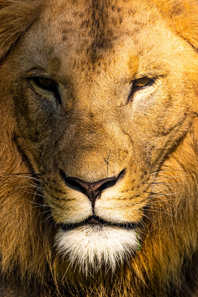 Male Lion portrait closeup vertical photo.. Male Lion portrait closeup vertical photo. Predator concept