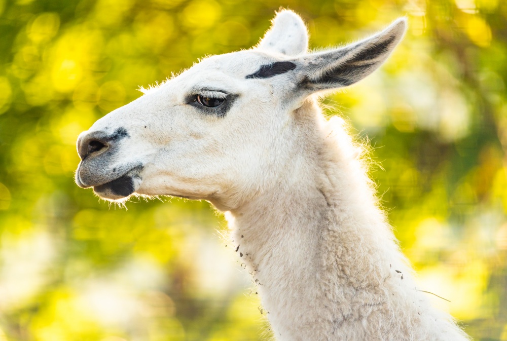 Stubenberg am See, Styria - Austria 15.09.2019: Full white llama Lama glama closeup. Full white llama Lama glama head and neck closeup