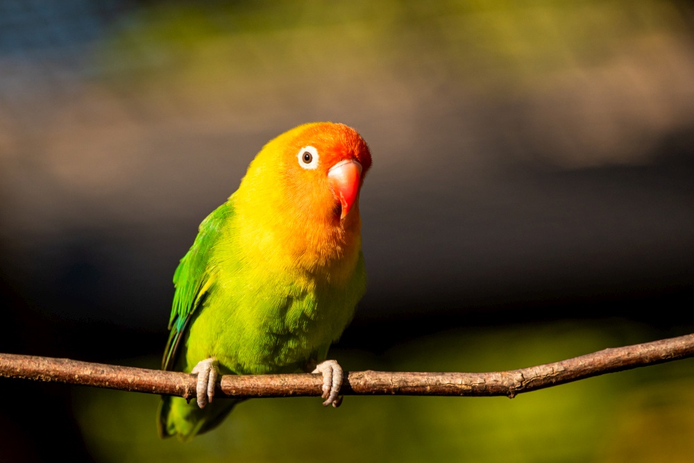 Beautiful parrot, Sun Conure on tree branch. Bird background. Beautiful parrot, Sun Conure on tree branch.