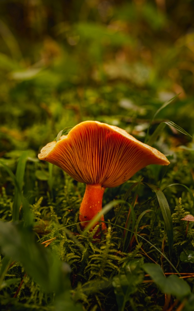 Orange Chanterelle like mushroom in the forest grass. Vertical photo with selective focus.. Orange Chanterelle like mushroom in the forest grass.