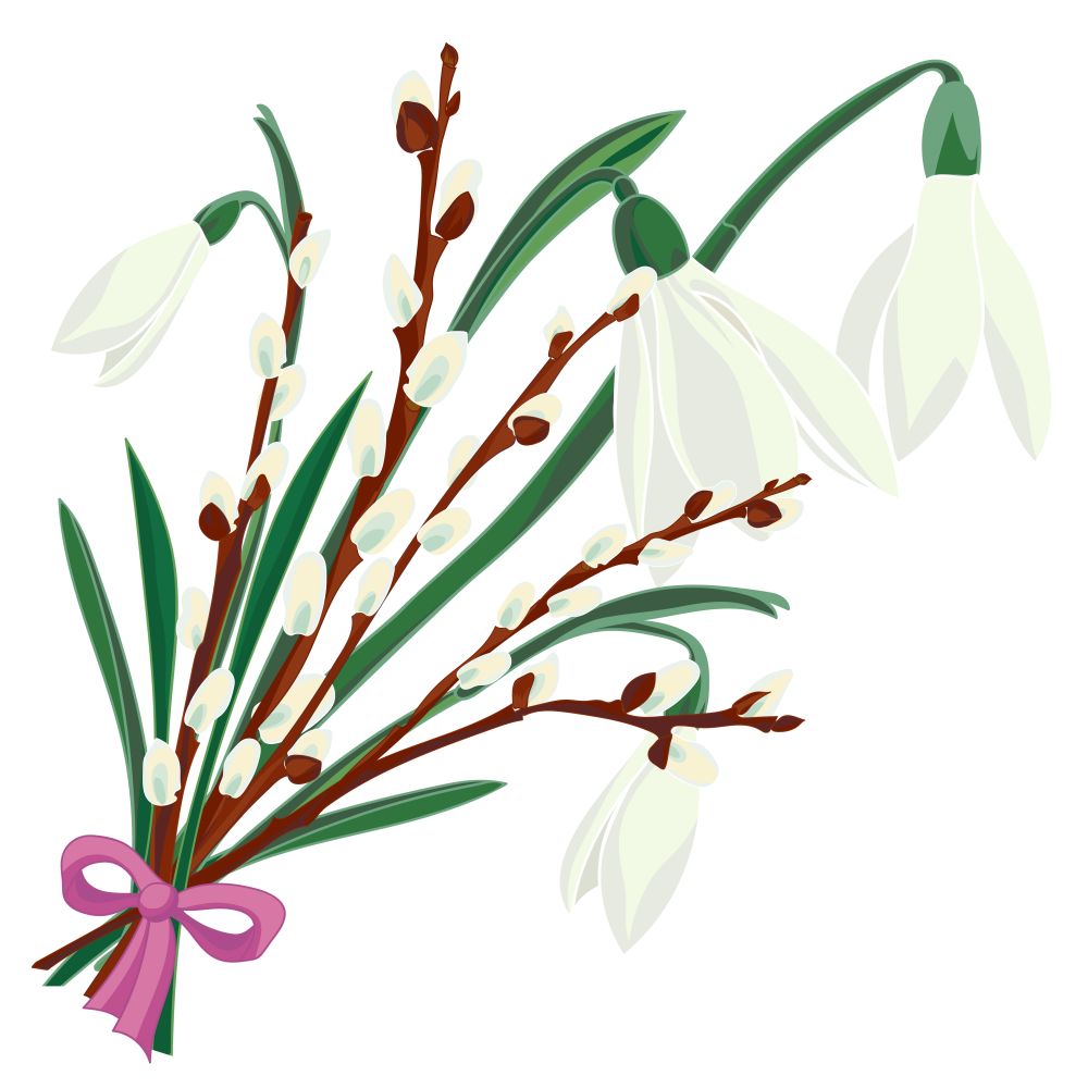 Spring floral background with beautiful snowdrop and pussy willow flower. Multicoloured greeting card with white, pink and green color.Vector illustration. Spring floral background with beautiful snowdrop and pussy willow flower