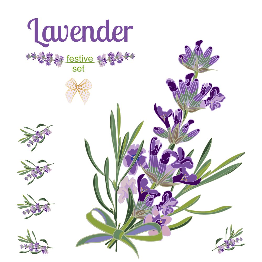 Set festive border and elements with Lavender flowers for greeting card. Botanical illustration are drawn by hand. Set festive border and elements with Lavender flowers for greeting card. Botanical illustration.