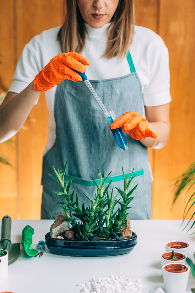 Woman Fertilizing Plants on the Table at Home