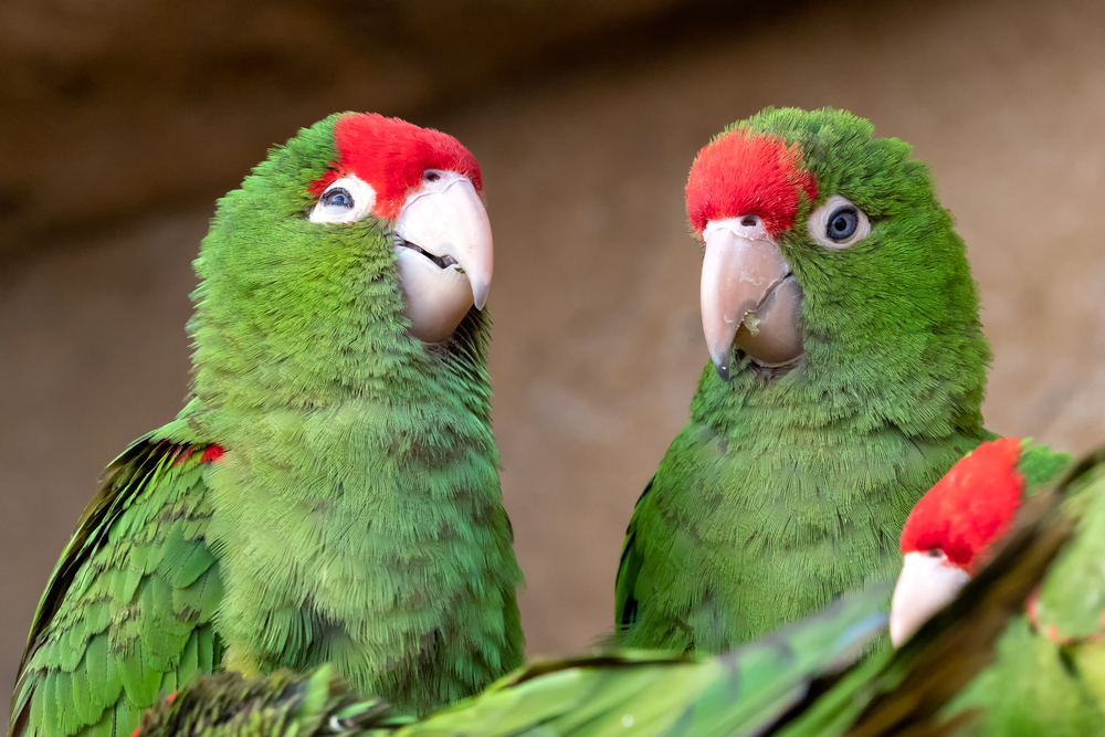 ?Group of parrots ( Psittacara frontatus). Green parrots.