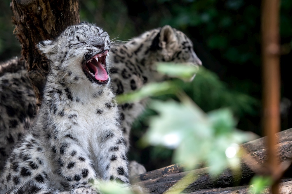 Snow leopard cub, Panthera uncia