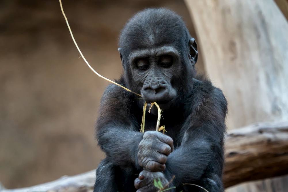 Cute western gorilla baby. (Gorilla gorilla). Endangered animal