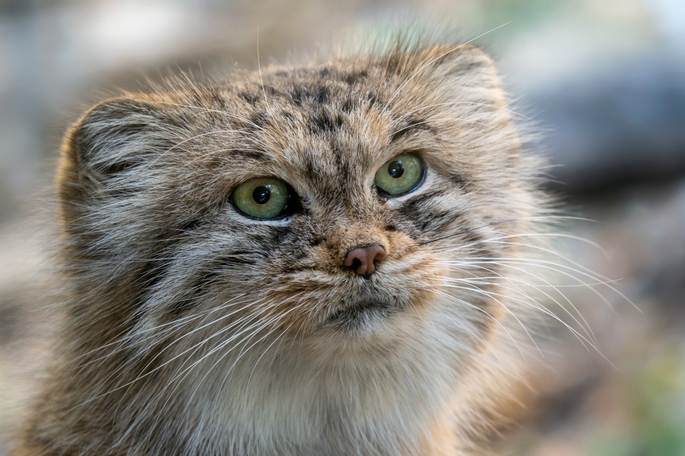 Manul or Pallas&rsquo;s cat, Otocolobus manul, cute wild cat from Asia.