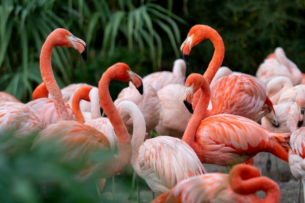 Group of Chilean Flamingos (Phoenicopterus chilensis)