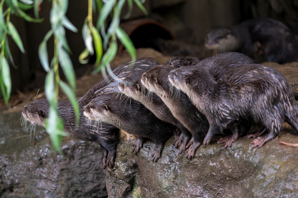 Group of oriental small-clawed otter (Amblonyx cinereus), also known as the Asian small-clawed otter.