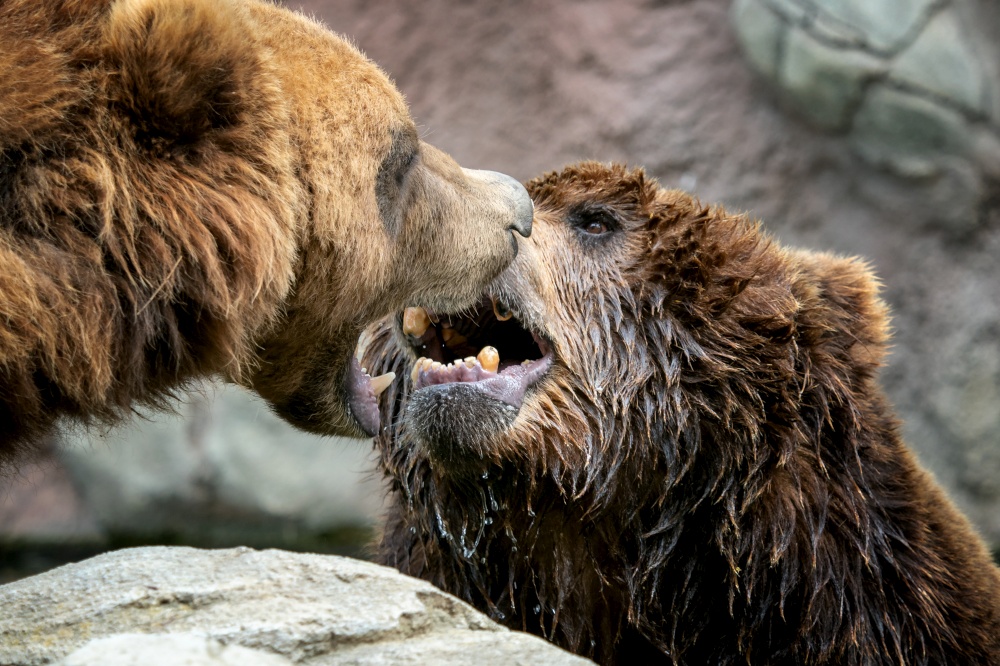 Bears fight (Ursus arctos beringians). Kamchatka brown Bears. Brown fur coat, danger and aggressive animal. Big mammal from Russia.