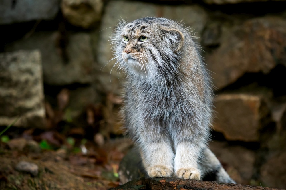 Manul or Pallas&rsquo;s cat, Otocolobus manul, cute wild cat from Asia.