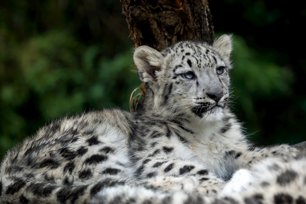 Baby snow leopard (Panthera uncia). Young snow leopard.