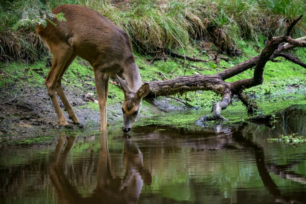 Roe deer in forest, Capreolus capreolus. Wild roe deer drinking water from the pond