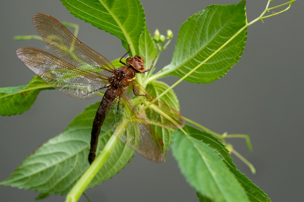 Brown dragonfly on a plant. Large dragonfly with transparent wings.