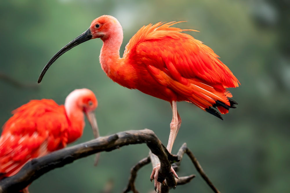 Eudocimus ruber on tree branch. Four bright red birds Scarlet Ibis.