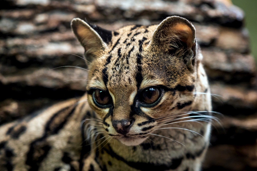 Margay, Leopardis wiedii