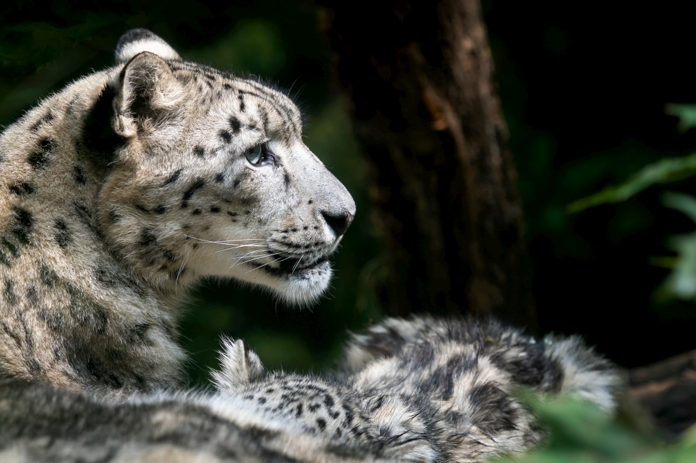 Snow leopard mother with cub. (Panthera uncia)