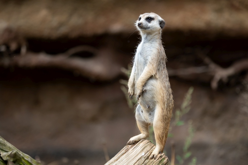 Suricata standing on a guard. Curious meerkat (Suricata suricatta).