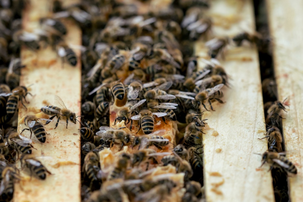 Close up view of the open hive showing the frames populated by honey bees.Bees in honeycomb.