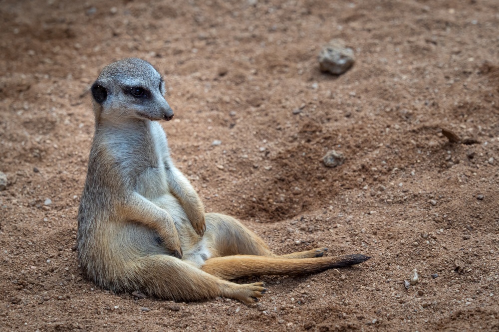 A meerkat sitting in sand, (Suricata suricatta).