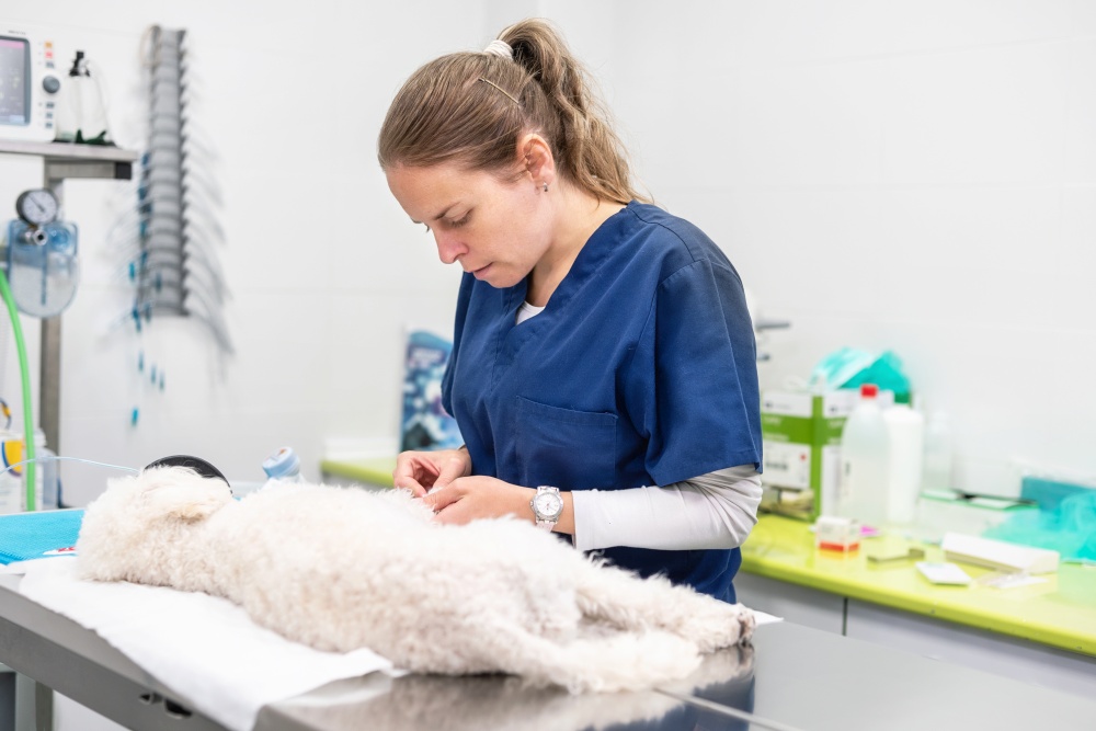 Veterinarian at work, examining a dog .. Veterinarian at work, examining a dog.