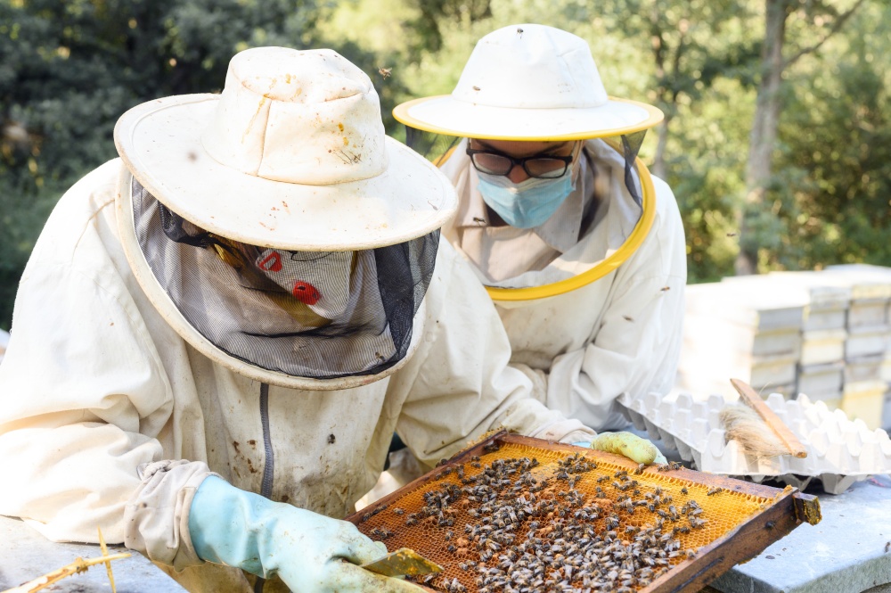 Beekeeper on apiary. Beekeeper is working with bees and beehives on the apiary. High quality image. Beekeeper on apiary. Beekeeper is working with bees and beehives on the apiary.