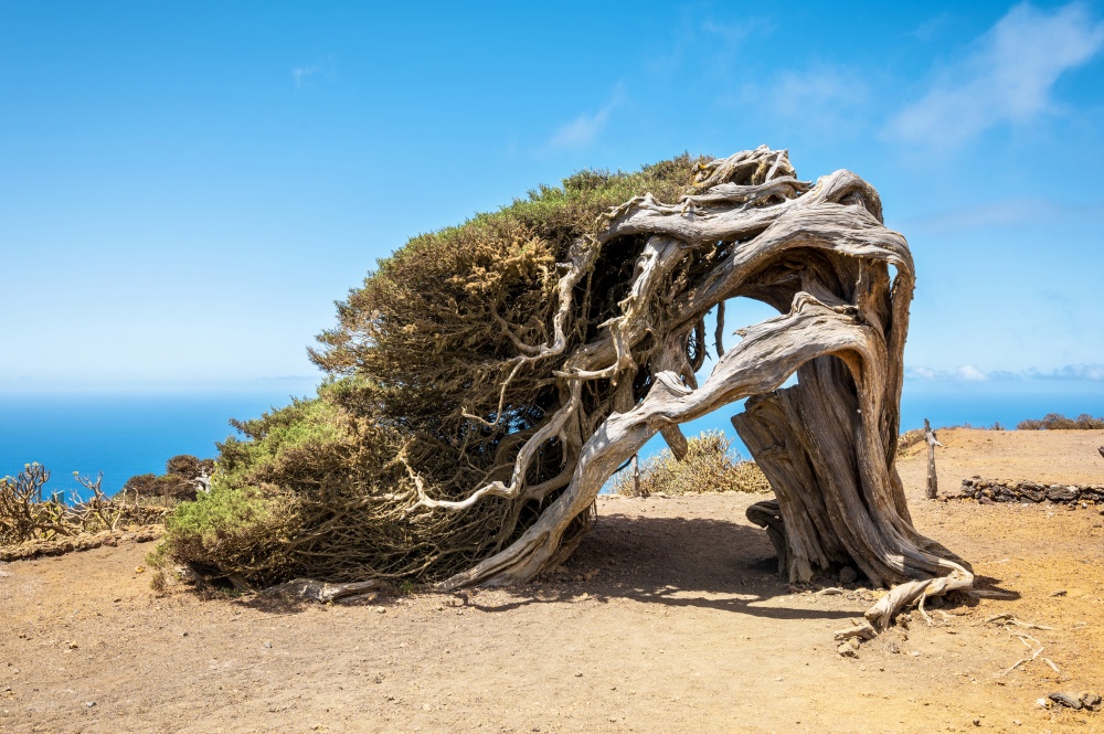 Juniper tree bent by wind. Famous landmark in El Hierro, Canary Islands. High quality photo.  Juniper tree bent by wind. Famous landmark in El Hierro, Canary Islands