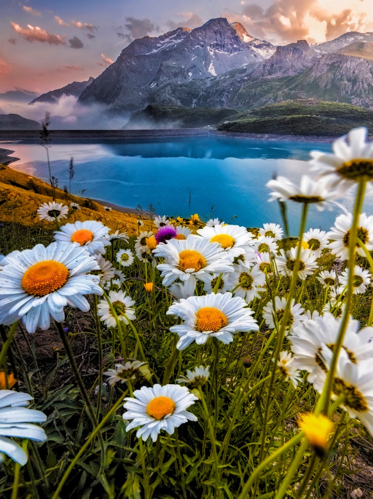 Flowers flourishing in a daisy field with a lake with teal colour with the french alps on the background.