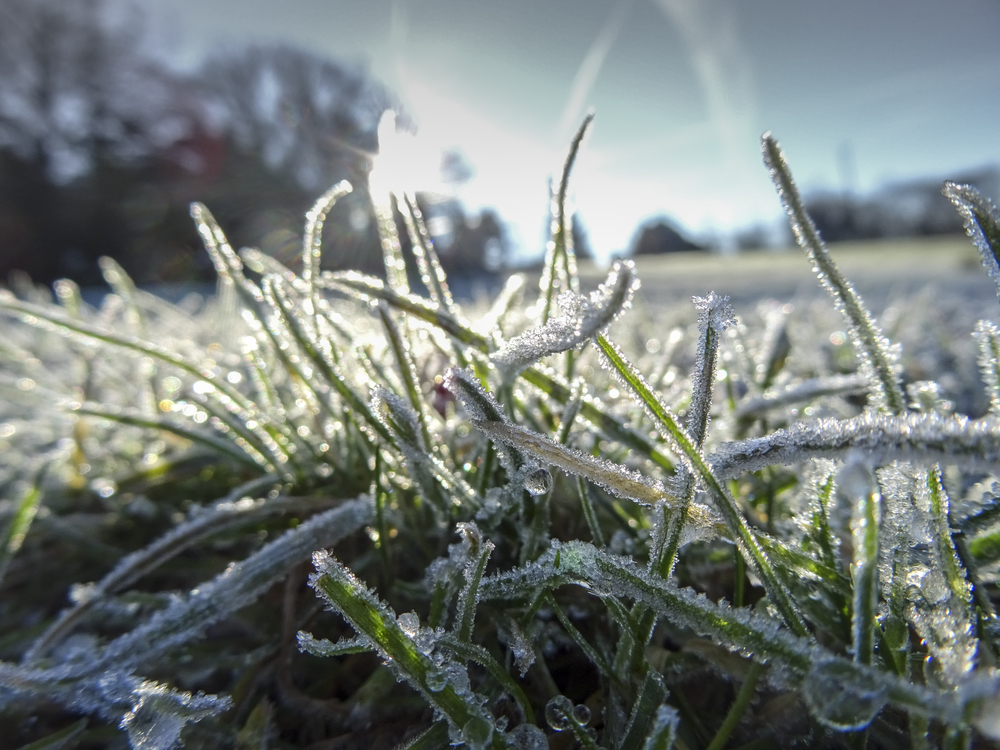 A heavy frost covers blades of grass backlight by winters sunshine
