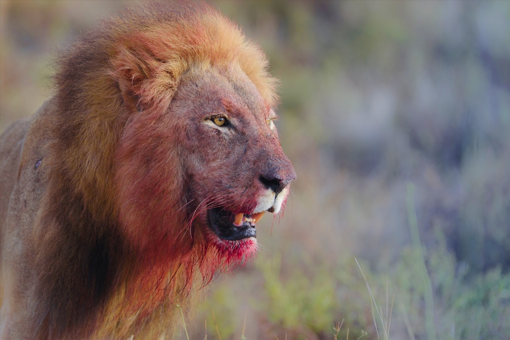 Male lion with a bloody mane