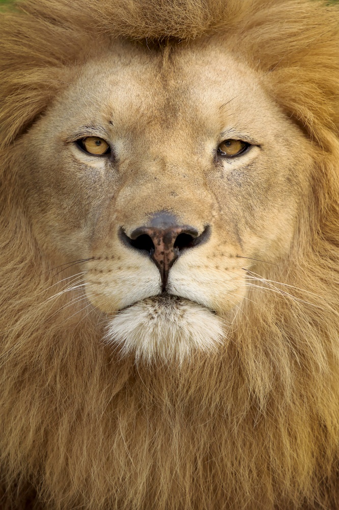 Male lion PORTRA?T