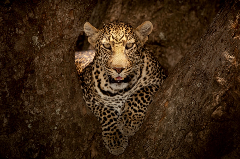 Leopard resting on tree in the wilderness