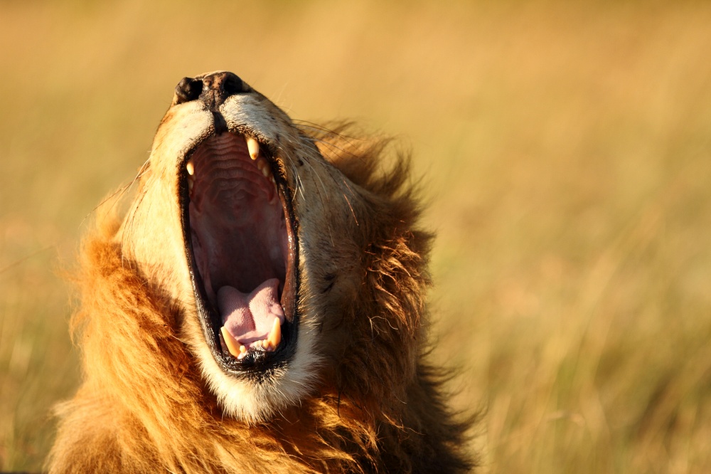Male lion yawning portrait