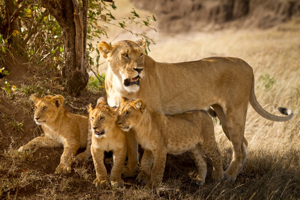 Lion cubs with mom
