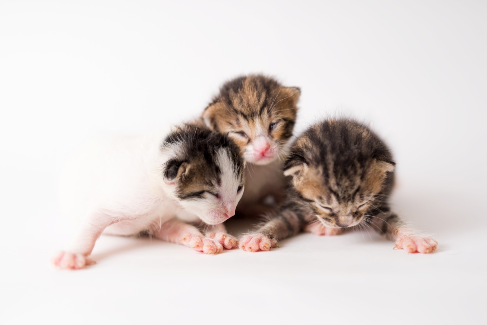 1 week old baby kittens on white background