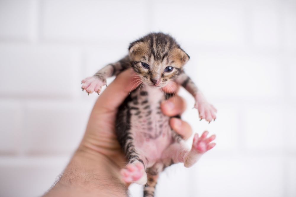 holding 1 week old baby kitten in the hand on white background