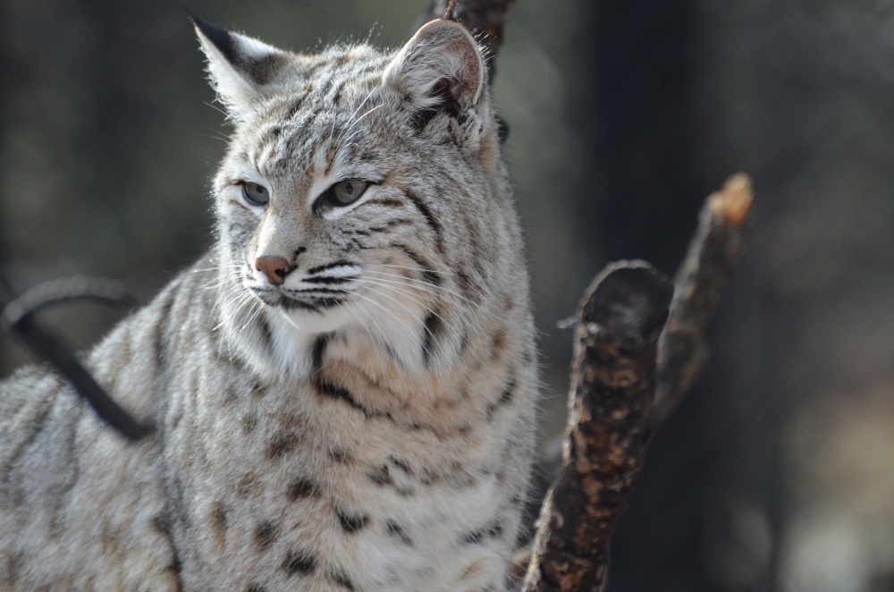 Lynx gazing around at his environment.