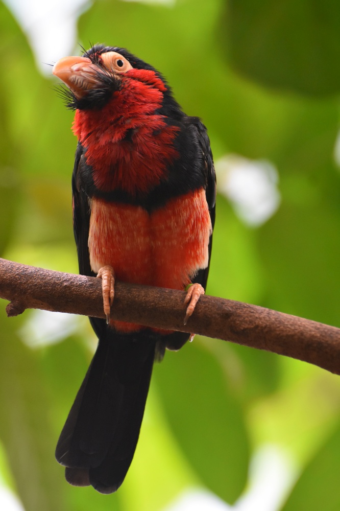 Bright red and black bearded barbet sitting in a tree.