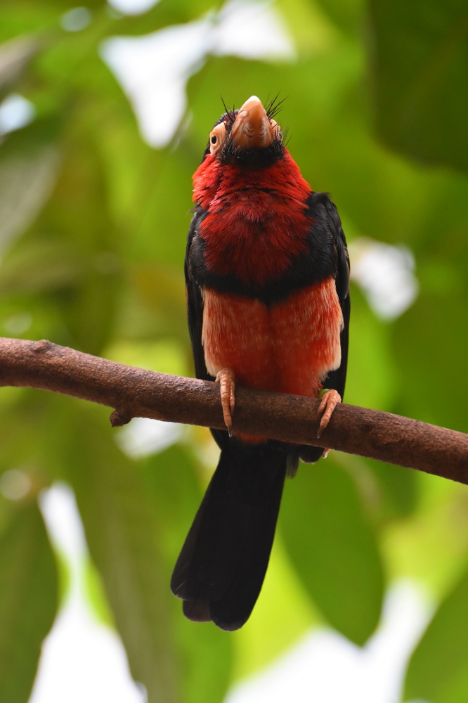 Barbet bird sitting on a tree branch with red and black feathers.