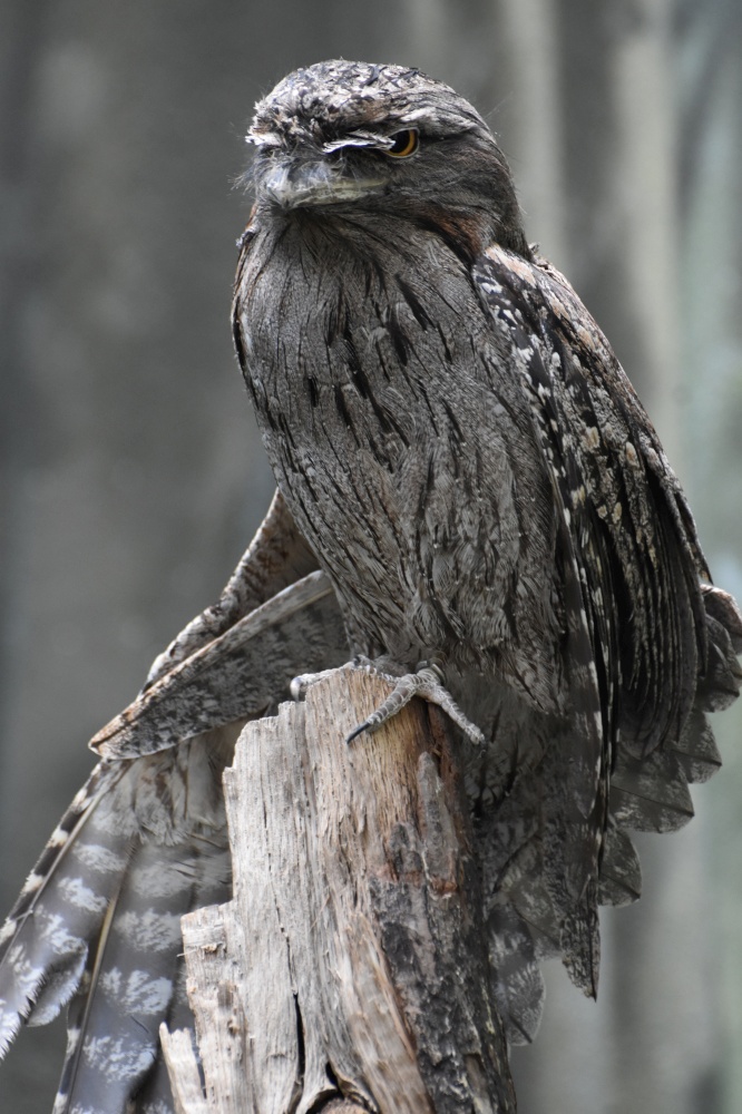Partially extended wing on a tawny frogmouth bird.