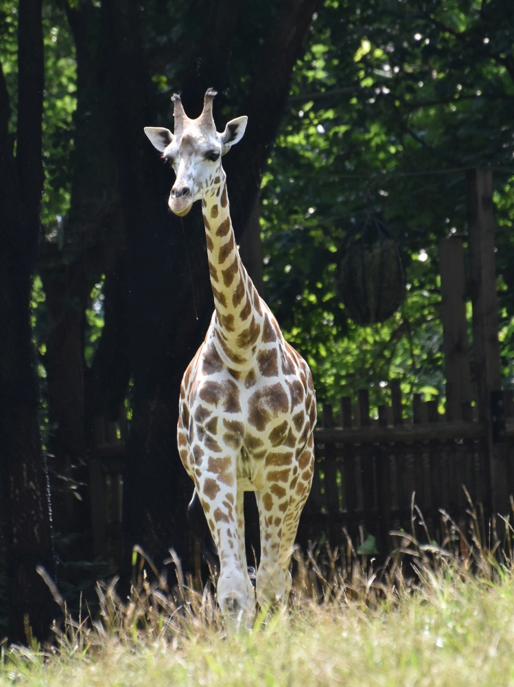 Lovable Little Baby Giraffe Walking in Grass