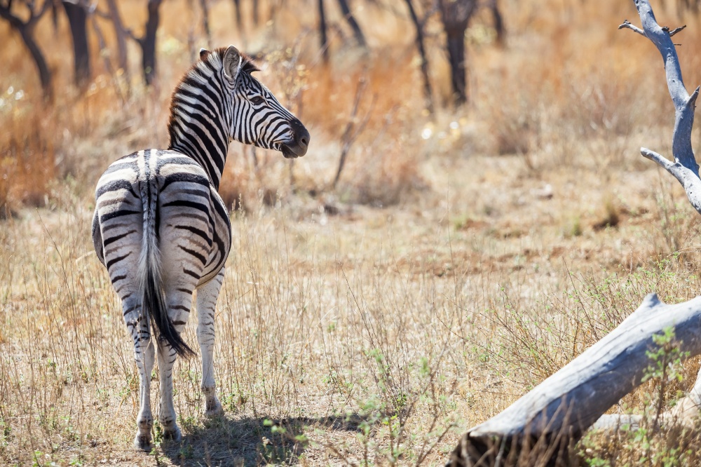 African Zebra on safari in a South African game reserve