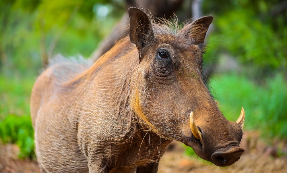 Close up of a wild African Warthog in a South African game reserve