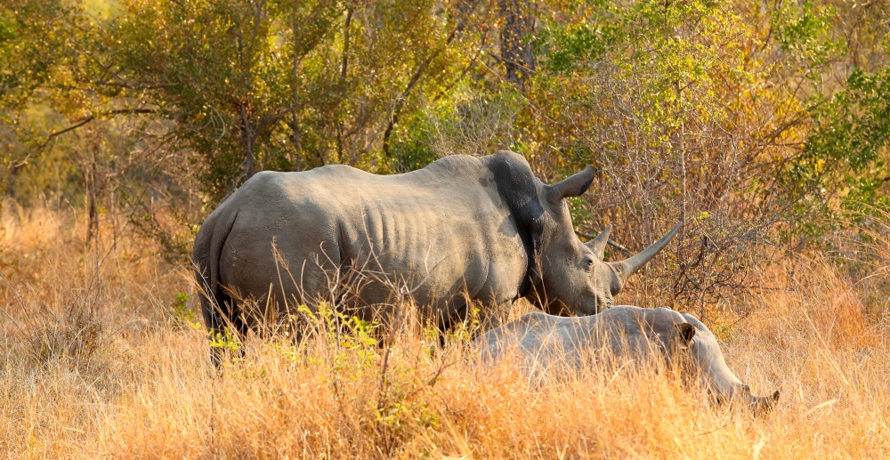 Close up view of a shot African White Rhino in a South African Game Reserve