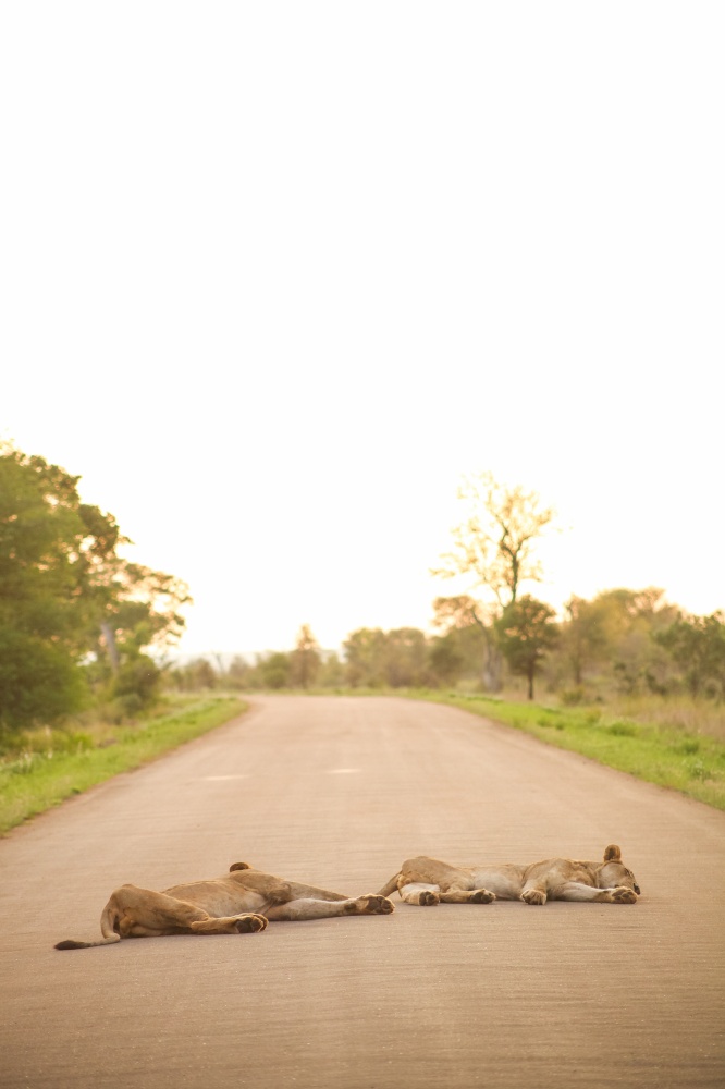 African Lions lying in a road on Safari in a South African Game Reserve