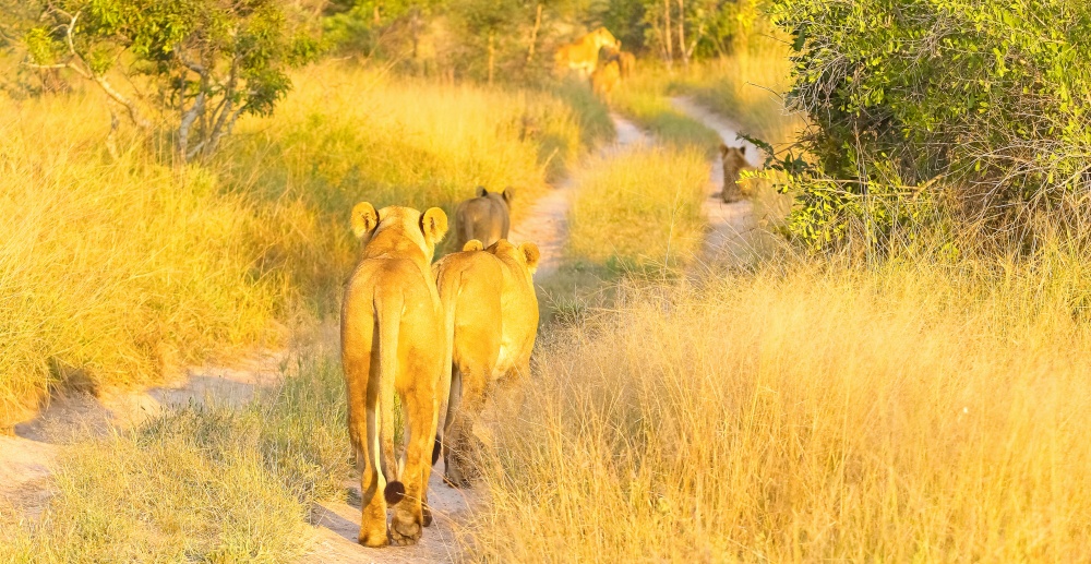 A pride of African Lions walking down a dirt road in a South African wildlife game reserve, female lioness and cubs from behind