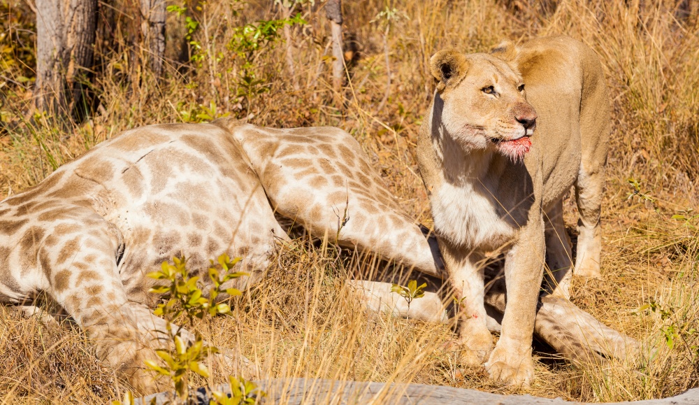 African Lion eating a Giraffe on safari in a South African Game Reserve